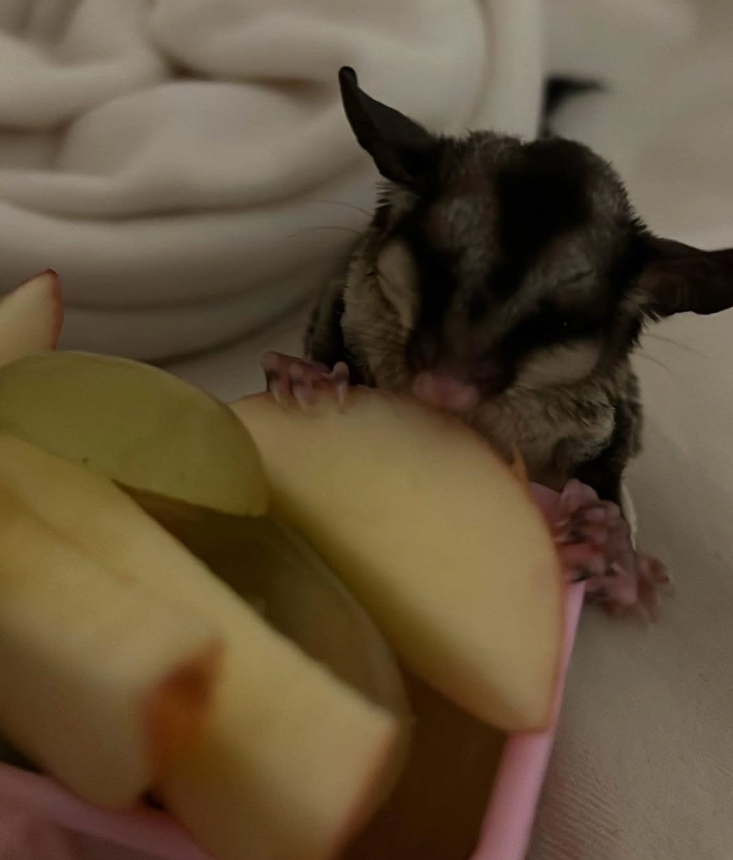 Sugar Glider Gift