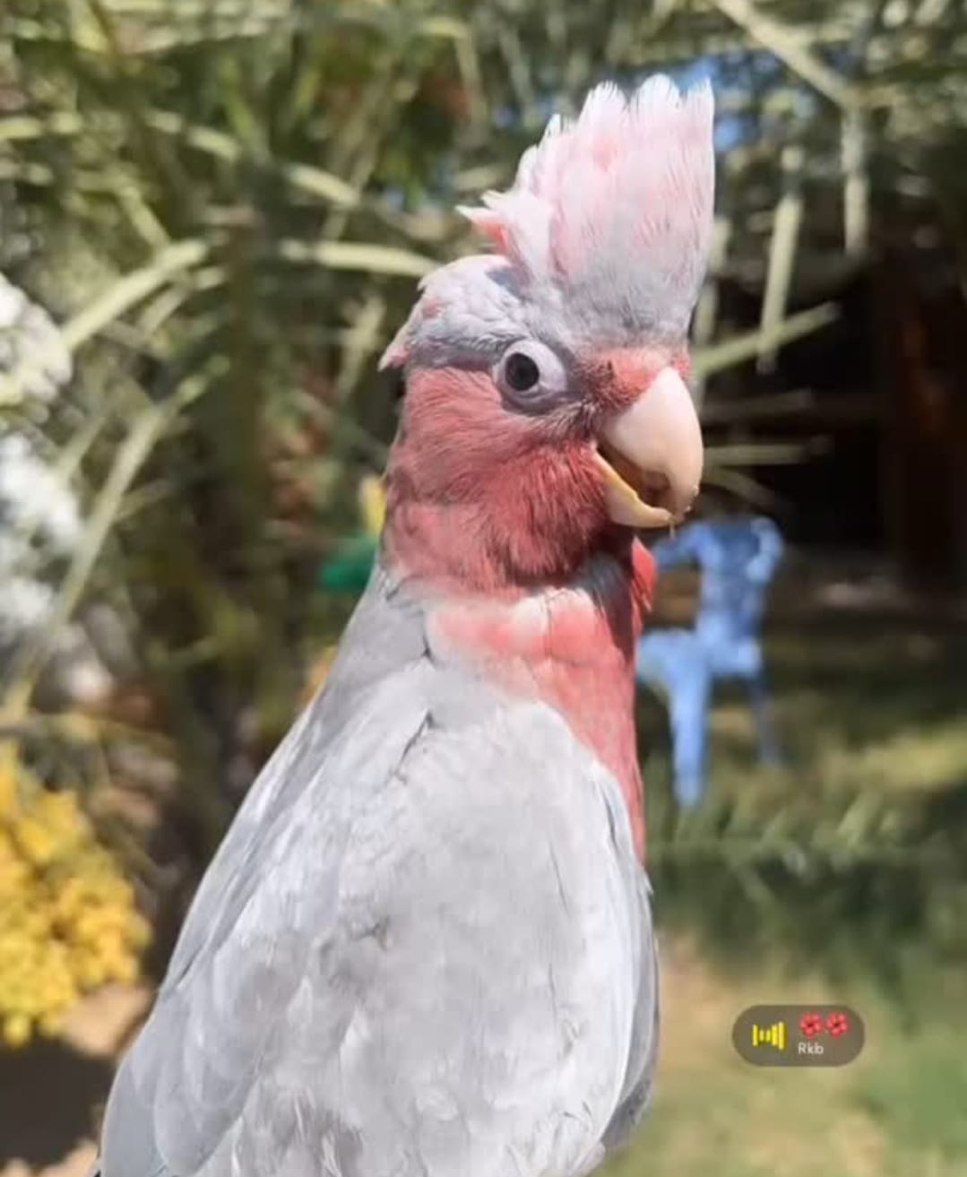cockatoo gala
