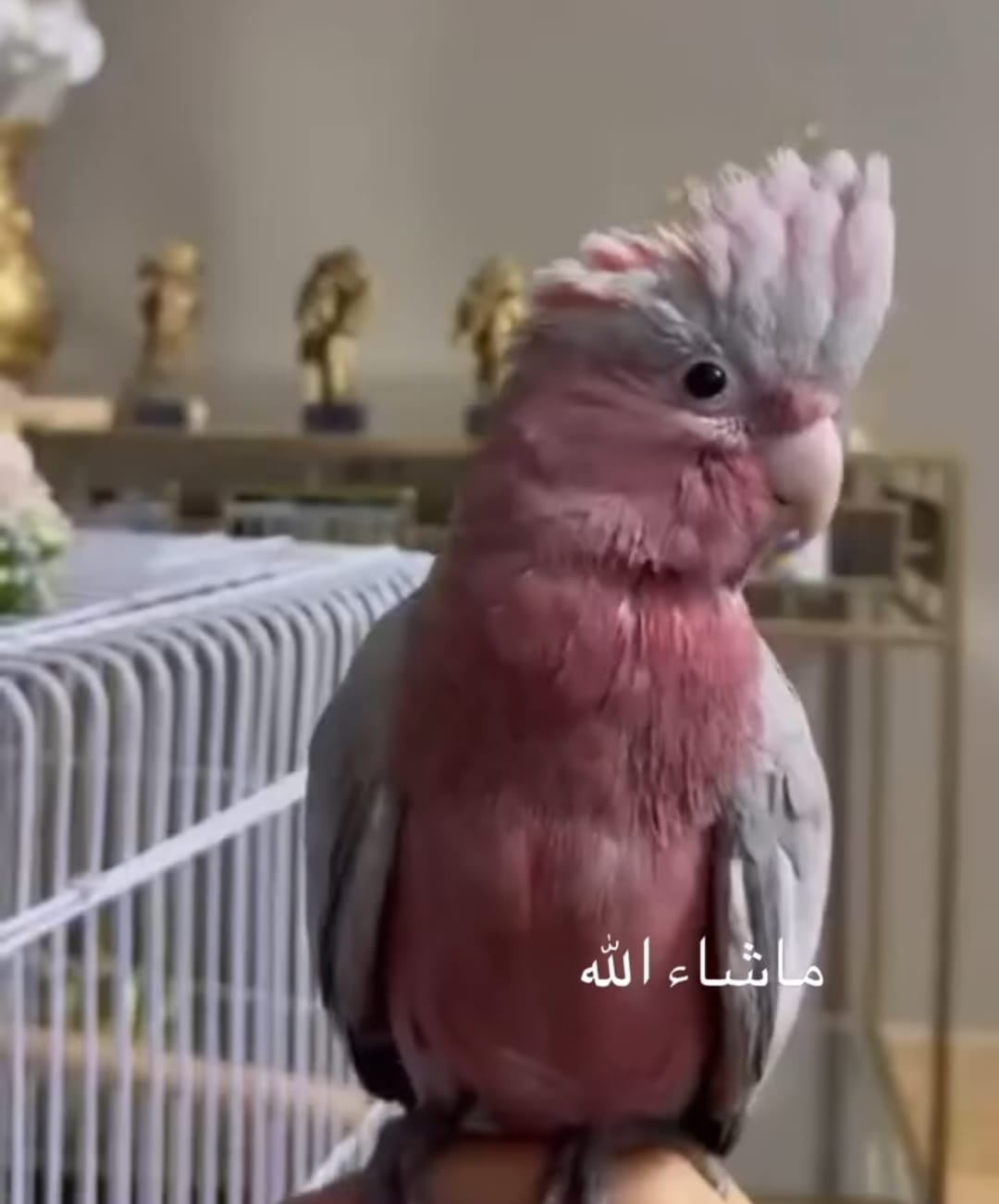 cockatoo gala