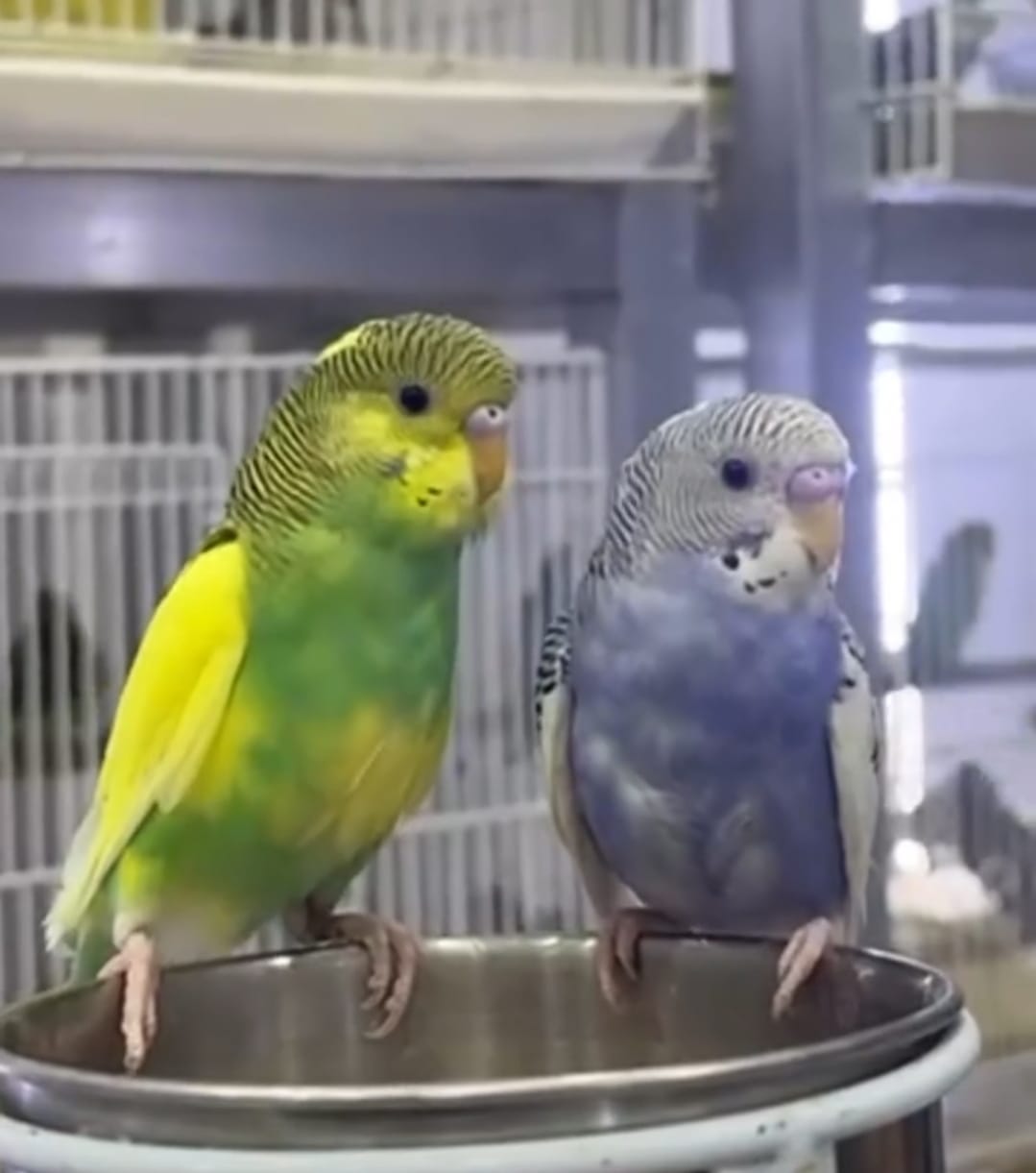 Lovebirds (Budgies / Parakeets)