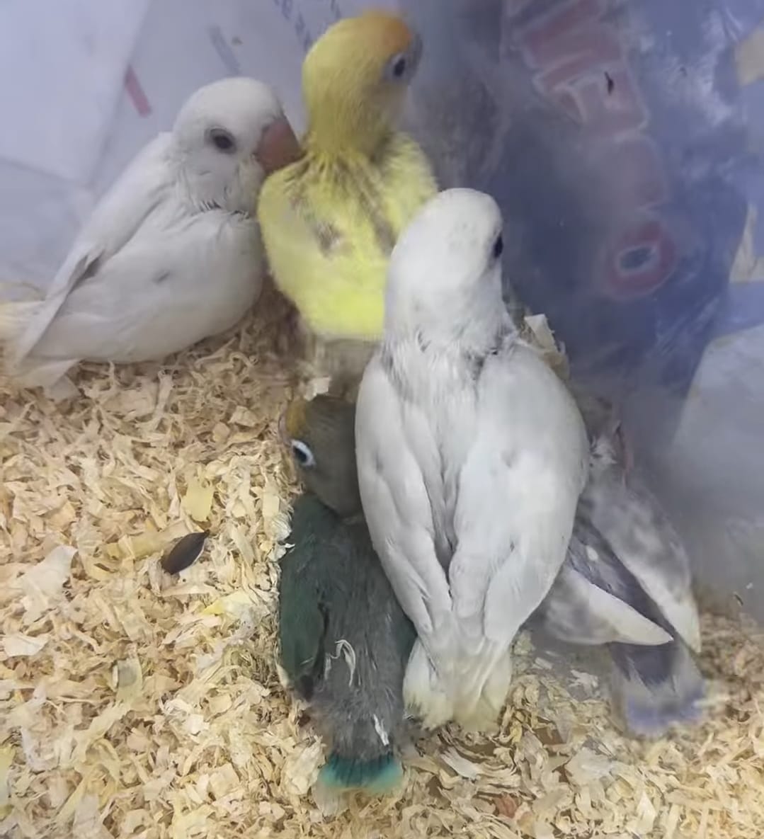 lovebirds chicks