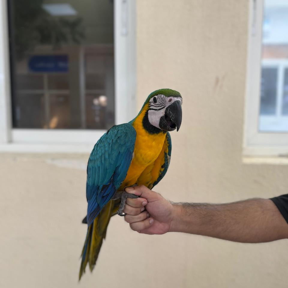 Macaw