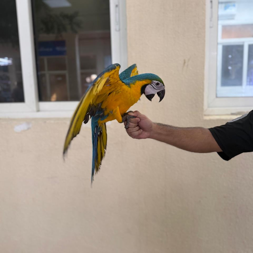 Macaw