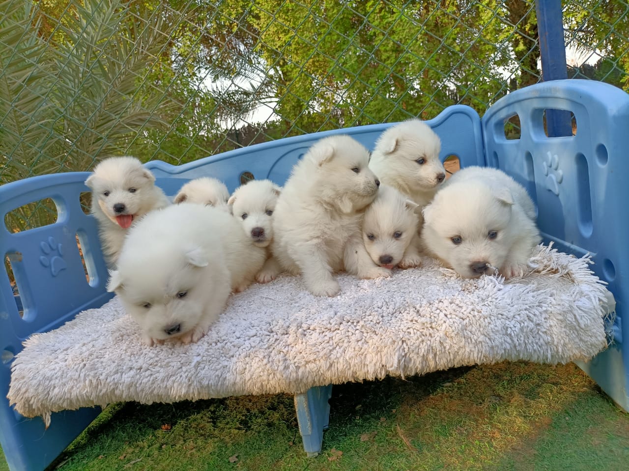 White Samoyed Puppies