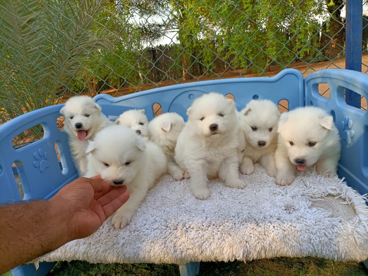 White Samoyed Puppies