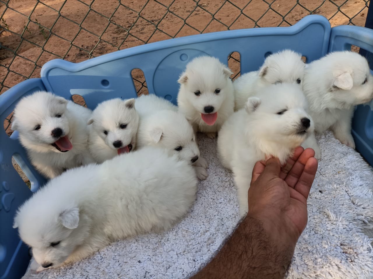 White Samoyed Puppies