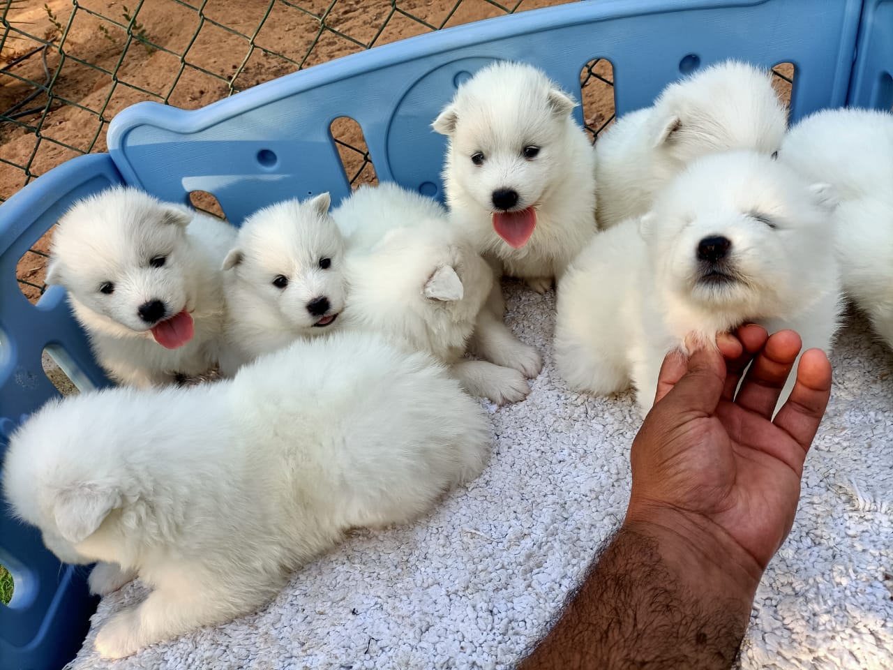 White Samoyed Puppies