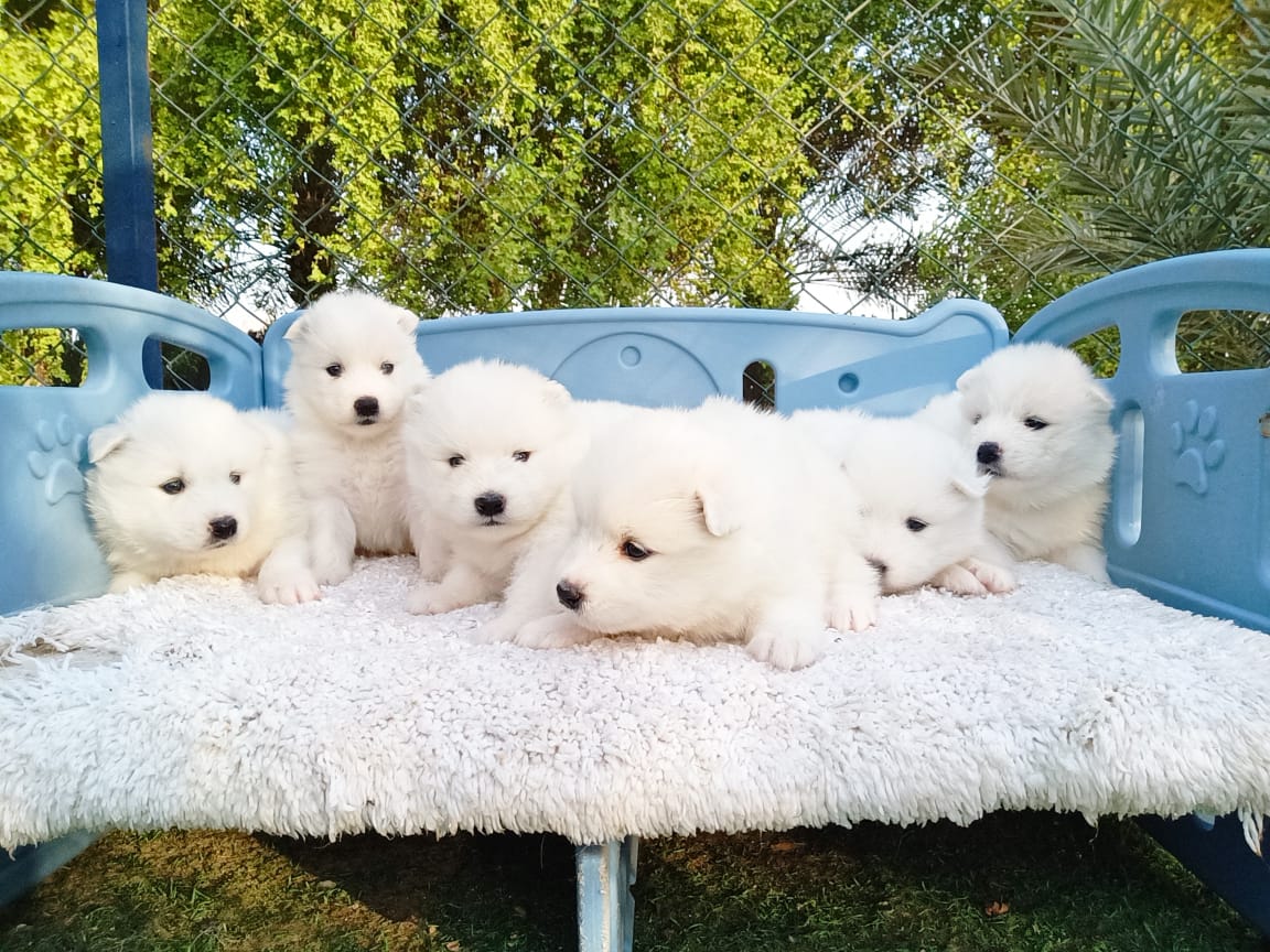 White Samoyed Puppies