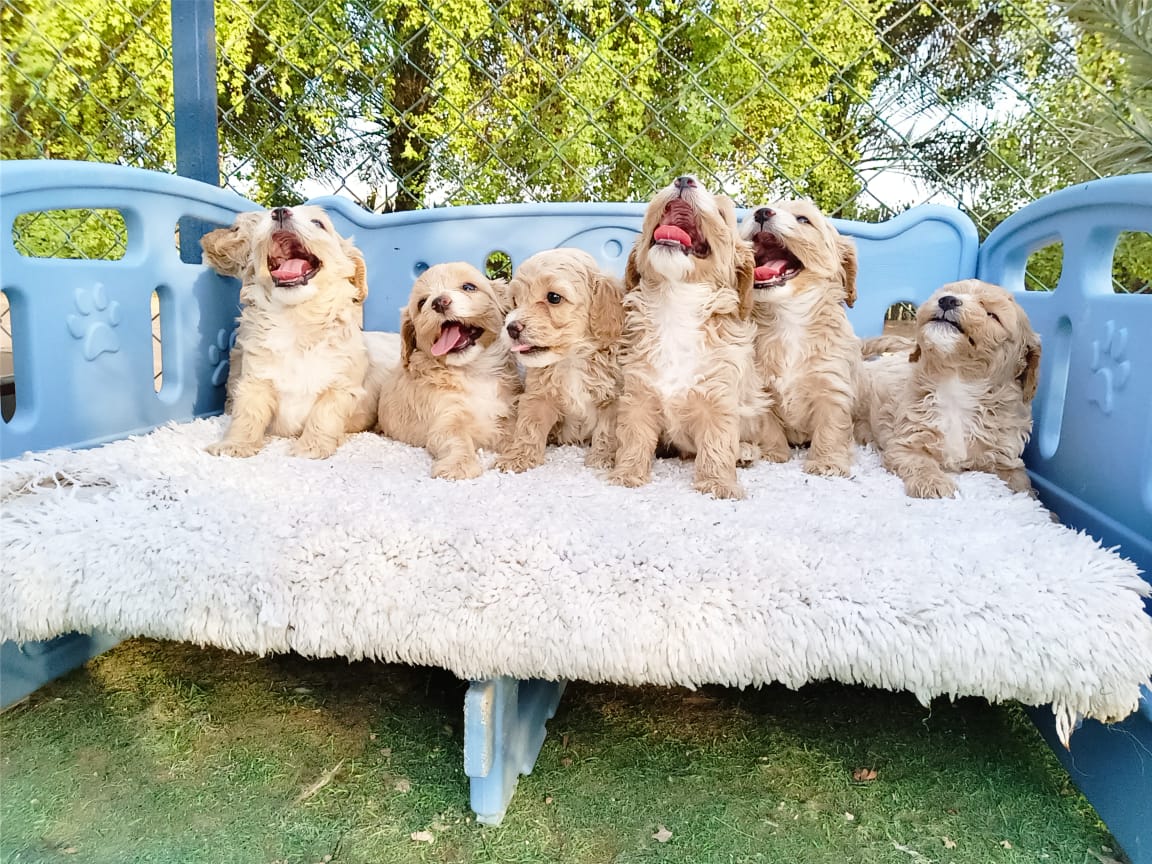 Multipoo Puppies