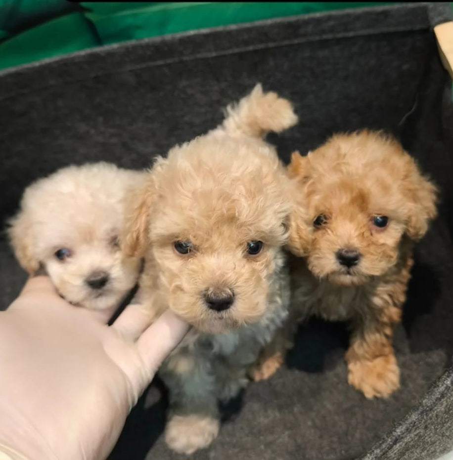 Toy Poodles ā 50 Days Old š¶