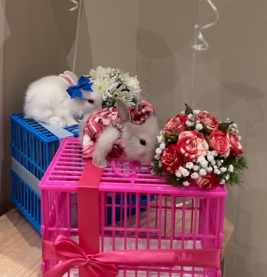 Rabbit gift