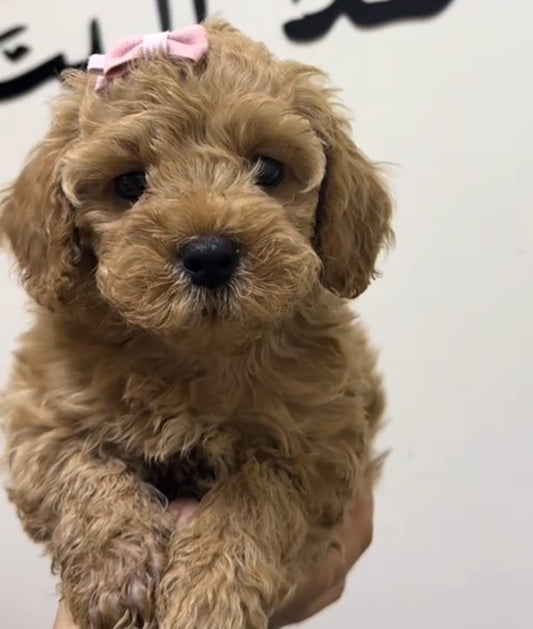 Toy Poodle Apricot
