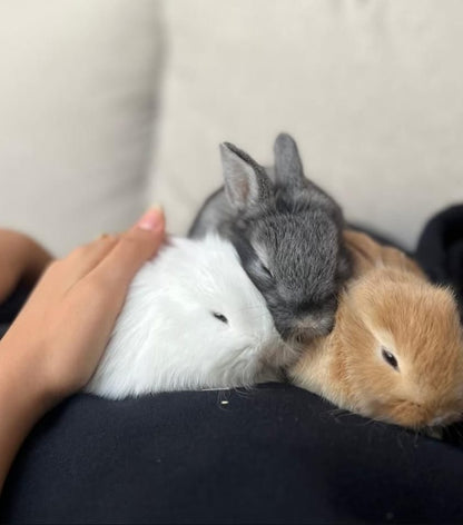 Rabbit gift