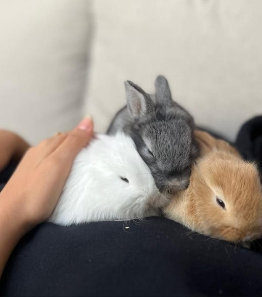 Rabbit gift
