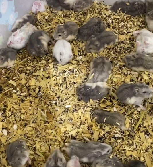 hamster gift