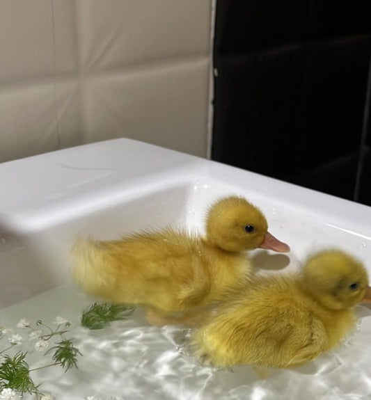 Gift duck