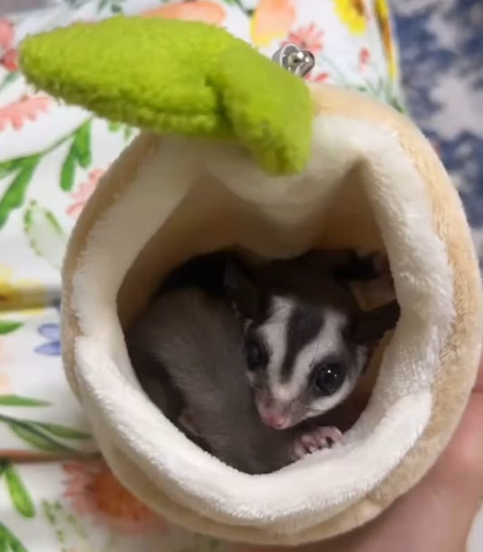 Sugar Glider Gift
