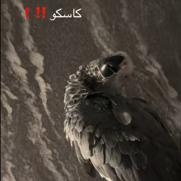 كاسكو