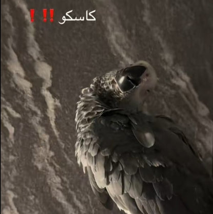 كاسكو