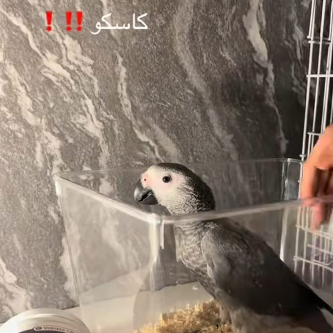 كاسكو
