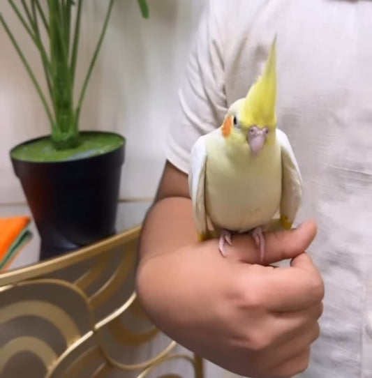 Cockatiel
