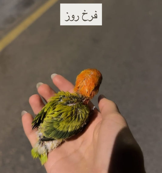 lovebirds chicks