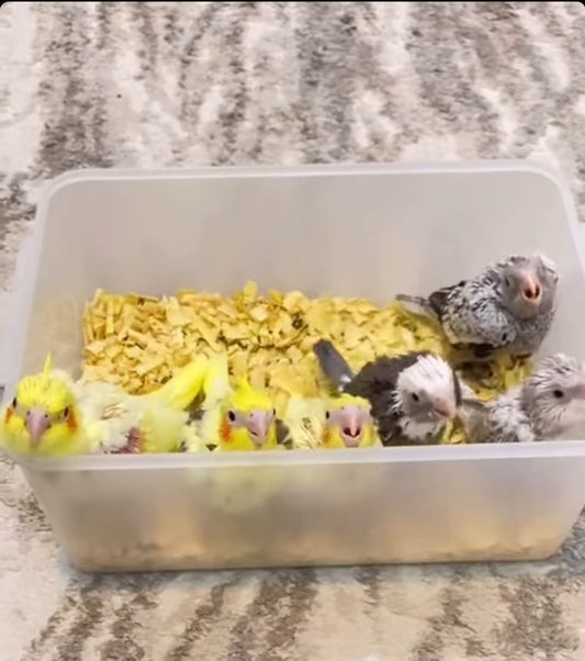 Cocktail chick