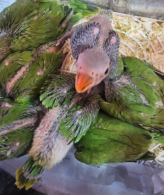 indian parrot chicks