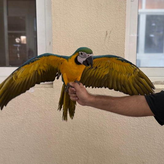 Macaw