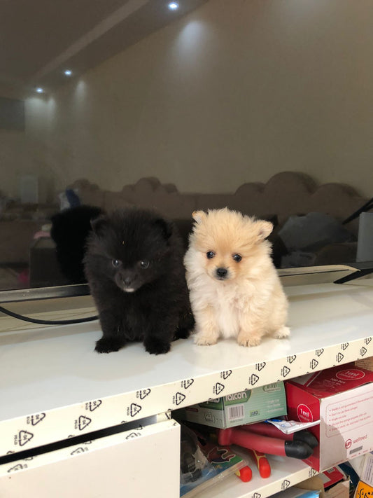 Pomeranian Puppy