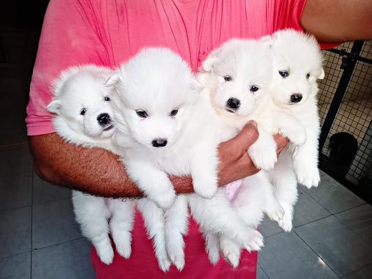 White Samoyed Puppies