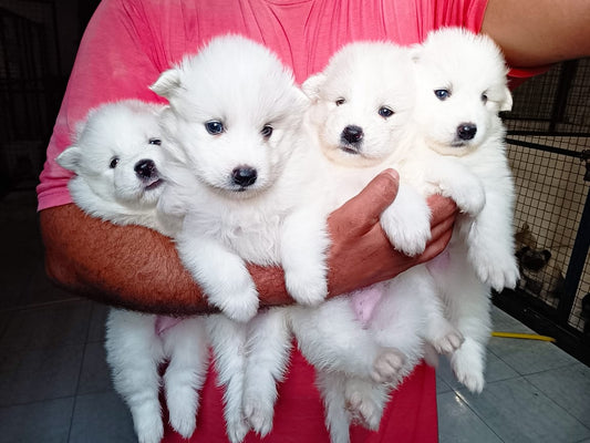 White Samoyed Puppies