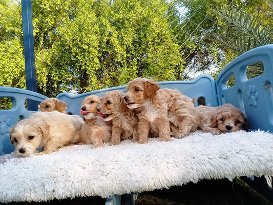 Multipoo Puppies