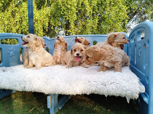 Multipoo Puppies