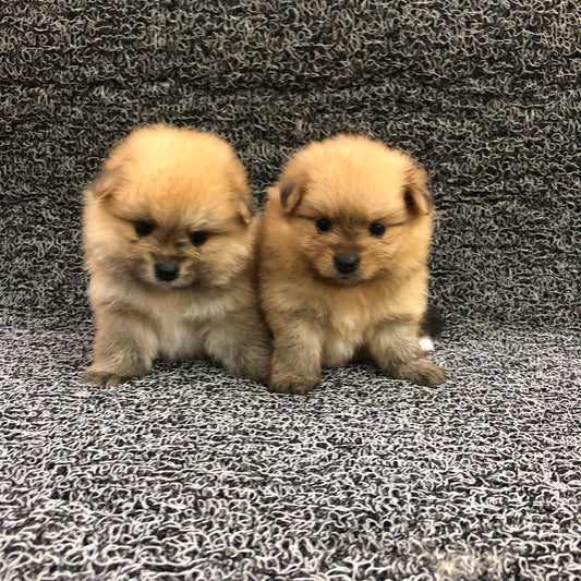 Pomeranian Puppies