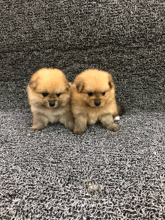 Pomeranian Puppies