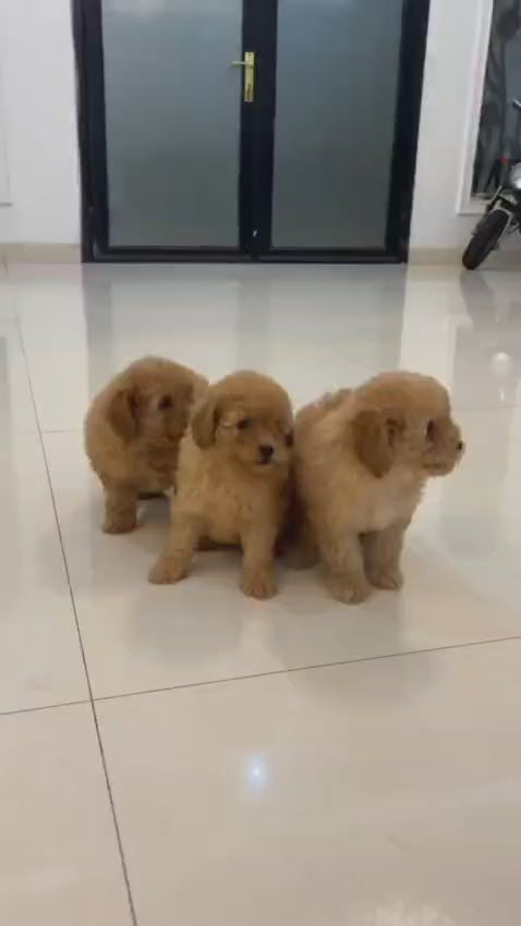 Toy Poodle Apricot